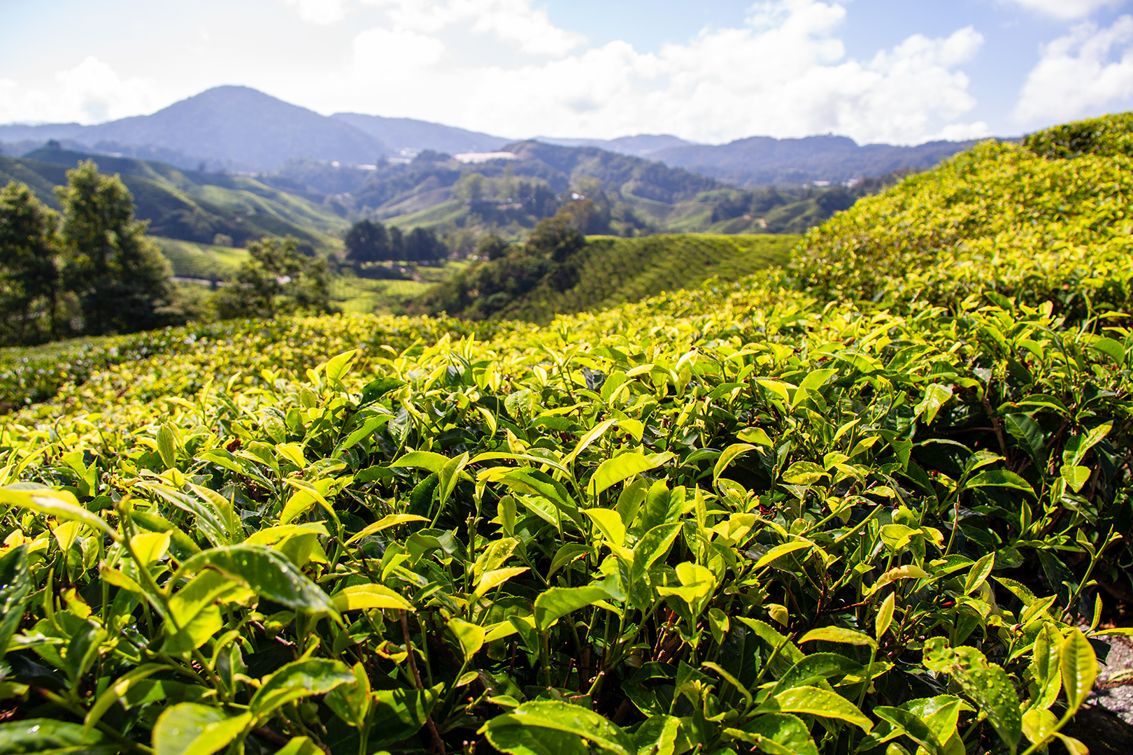 Cameron Highlands