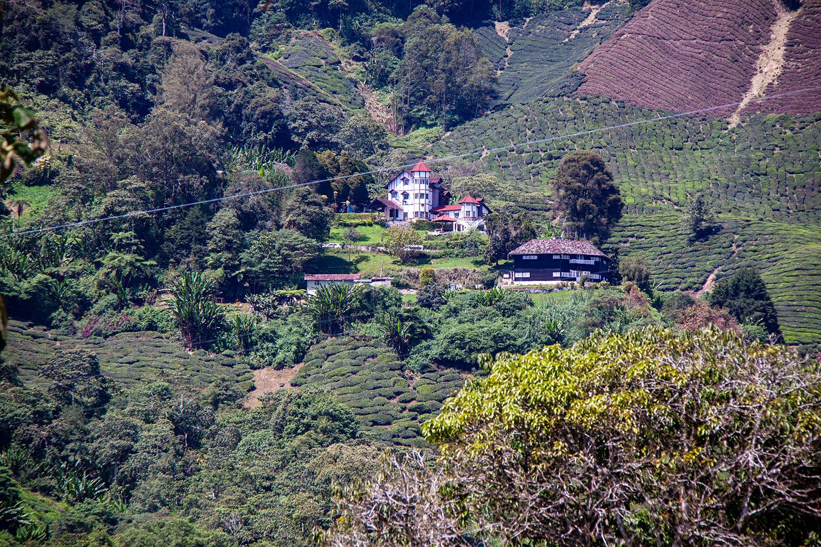 Cameron Highlands