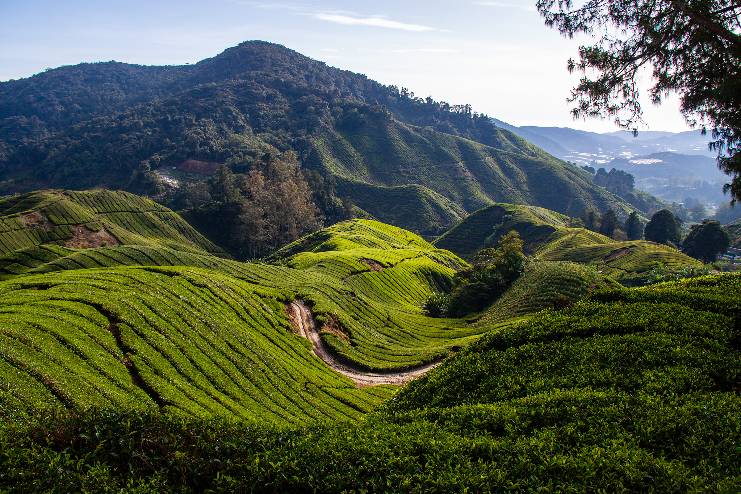 A Journey Through Malaysia’s Tea Plantations: Cameron Highlands Like Never Before