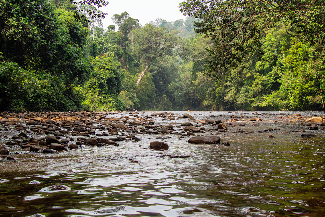 Taman Negara